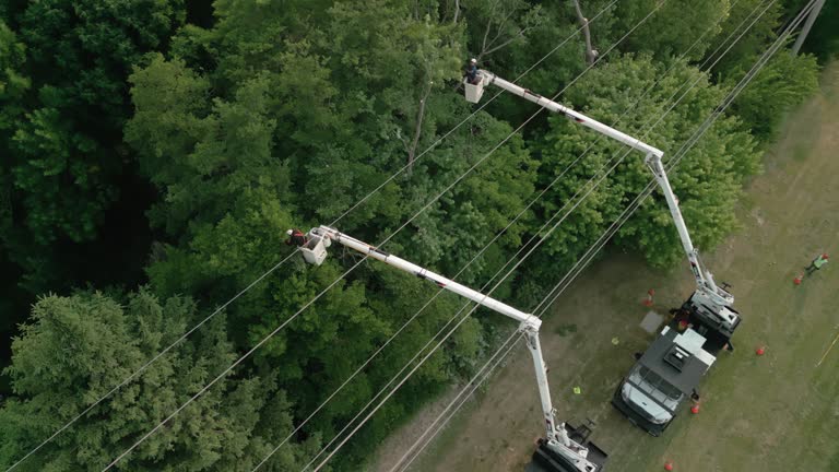 Best Hazardous Tree Removal  in Austintown, OH